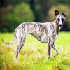 Aesthetic Whippet Dog paint by number