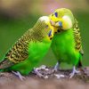 Aesthetic Budgerigars paint by numbers