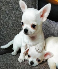 Aesthetic White Chihuahua Puppie paint by number