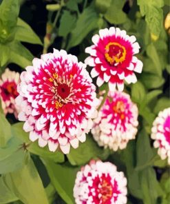 Aesthetic Zinnias paint by number