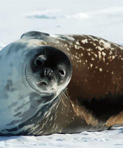 Antartica Seal paint by numbers