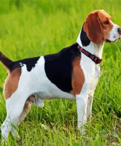 Beagle Dog Breed paint by numbers