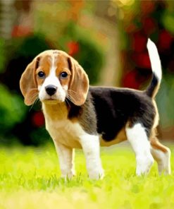 Beagle Dog Puppy paint by numbers