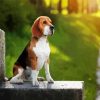 Beagle Dog paint by number