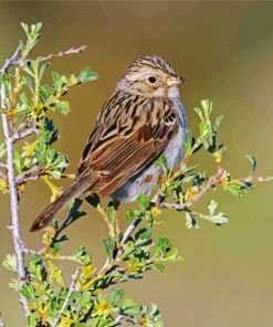 Beautiful Sparrow Bird paint by number