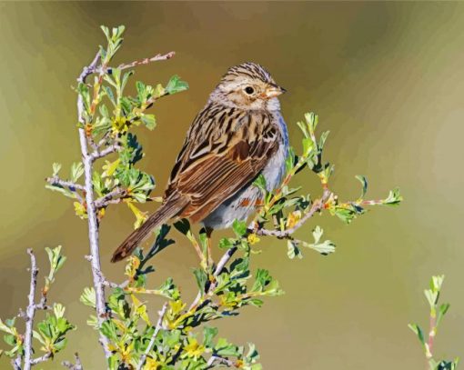 Beautiful Sparrow Bird paint by number