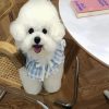 Bichon Wearing A Cute Dress paint by numbers