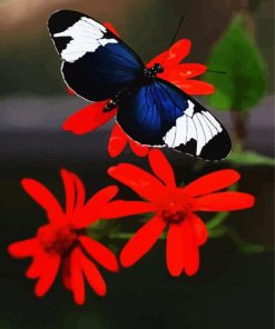 Black Butterfly And Red Flower paint by numbers