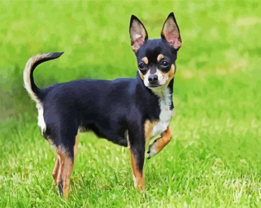 Black Chihuahua paint by number