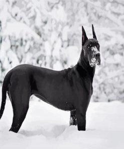 Black Great Dane In Snow paint by numbers