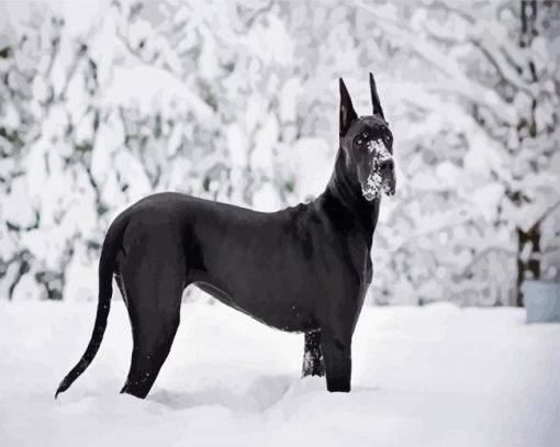 Black Great Dane In Snow paint by numbers