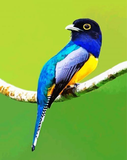 Blue Trogon paint by number