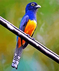 Blue Trogon paint by number