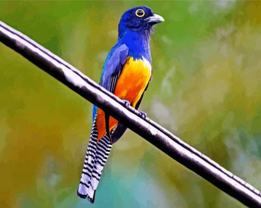 Blue Trogon paint by number