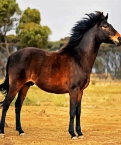 Brown Brumby paint by numbers