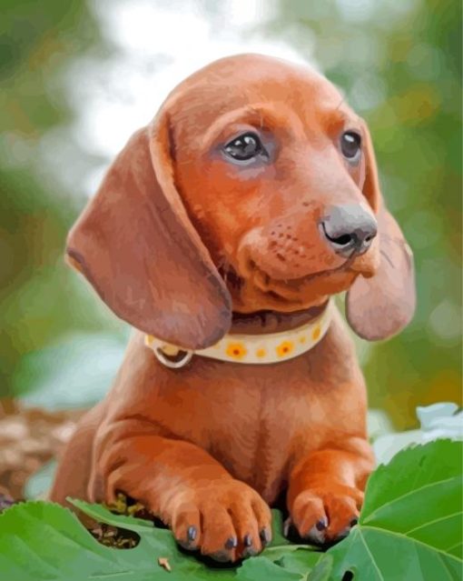 Brown Dachshund Puppy paint by number