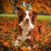 Brown Collie paint by numbers