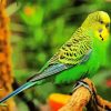 Budgerigar Bird paint by number