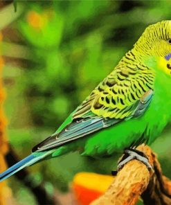 Budgerigar Bird paint by number