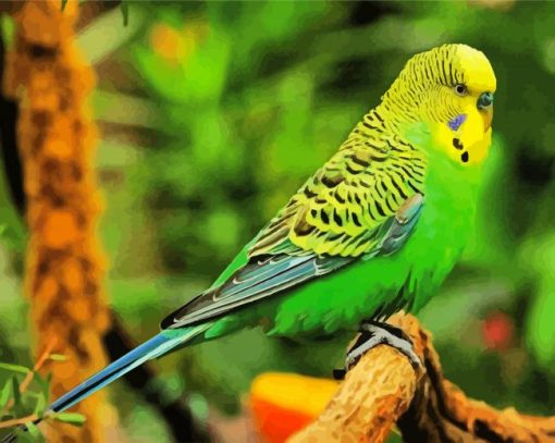 Budgerigar Bird paint by number