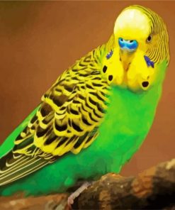 Budgerigar paint by number