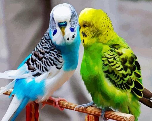 Budgerigars Birds paint by numbers