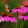 Butterfly And Purple Coneflower paint by number