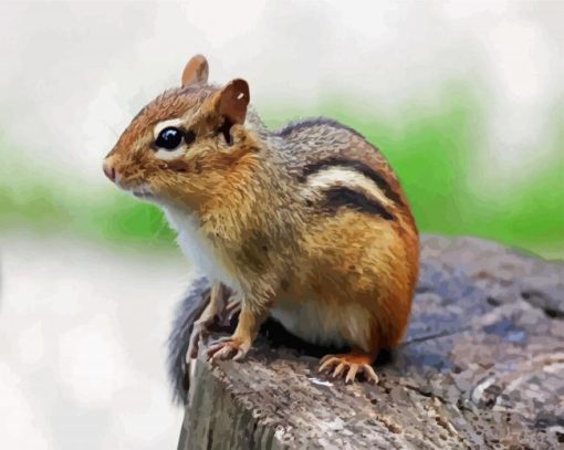 Chipmunk paint by number