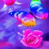 Colorful Butterfly paint by number