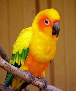 Conure Yellow Bird paint by numbers