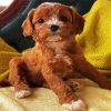 Cute Cavoodle paint by number