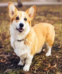 Cute Corgis paint by number