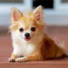 Cute Chihuahua paint by number