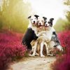 Cute Collies paint by numbers