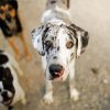 Cute Great Dane paint by numbers