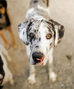 Cute Great Dane paint by numbers