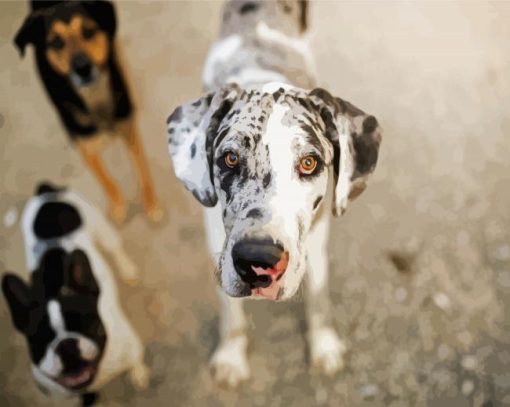 Cute Great Dane paint by numbers