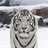 Cute White Tiger paint by numbers