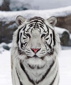 Cute White Tiger paint by numbers