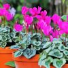 Cyclamen Flower paint by numbers