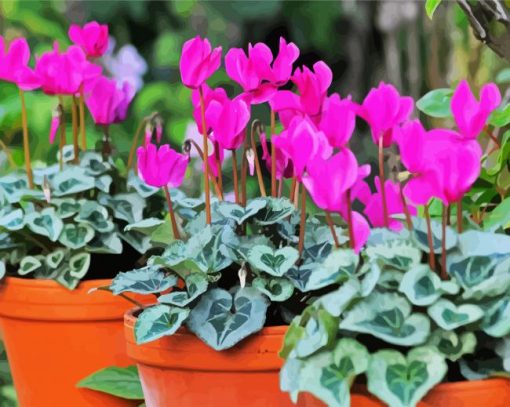 Cyclamen Flower paint by numbers