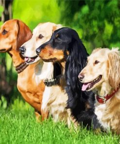 Dachshunds Dogs Animals paint by number