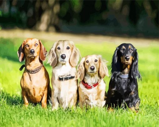 Dachshunds Dogs paint by number