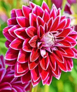 Flower Dahlia paint by numbers