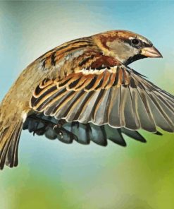 Flying Sparrow paint by numbers