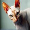 Green Eyed Sphynx Cat paint by number