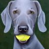 Grey Weimaraner Dog paint by number