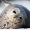 Harbor Seal Antartica paint by numbers