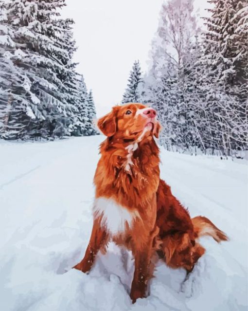 New Scotia Duck Tolling Retriever In Snow paint by numbers