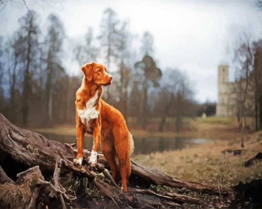 New Scotia Duck Tolling Retriever paint by numbers